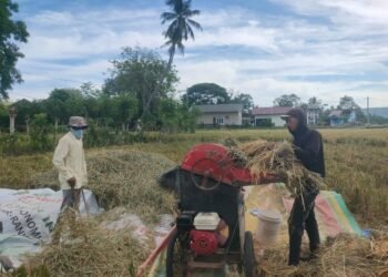 Harga Gabah di Aceh Besar Tembus Rp 8.500 per Kilogram, Faktor Penurunan Produktifitas Lahan