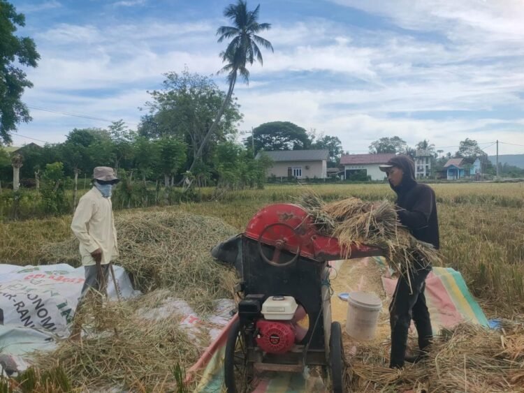 Harga Gabah di Aceh Besar Tembus Rp 8.500 per Kilogram, Faktor Penurunan Produktifitas Lahan