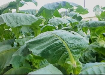 Petani tembakau Aceh Besar terancam rugi akibat maraknya rokok ilegal