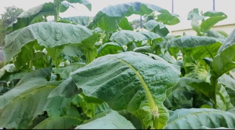 Petani tembakau Aceh Besar terancam rugi akibat maraknya rokok ilegal