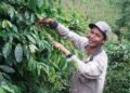 HAkA: Tambang Emas di Aceh Tengah Ancam Kelangsungan Produksi Kopi Gayo dan Perparah Potensi Bencana