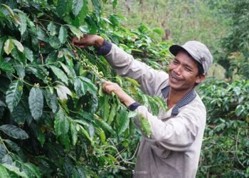 HAkA: Tambang Emas di Aceh Tengah Ancam Kelangsungan Produksi Kopi Gayo dan Perparah Potensi Bencana