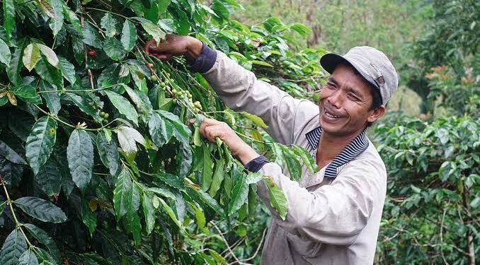 HAkA: Tambang Emas di Aceh Tengah Ancam Kelangsungan Produksi Kopi Gayo dan Perparah Potensi Bencana