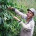 HAkA: Tambang Emas di Aceh Tengah Ancam Kelangsungan Produksi Kopi Gayo dan Perparah Potensi Bencana