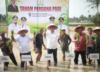 Pimpin Tanam Padi Perdana Pasca Bencana, Sekda Aceh: Jaga Stabilitas Pangan Tetap Aman