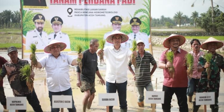 Pimpin Tanam Padi Perdana Pasca Bencana, Sekda Aceh: Jaga Stabilitas Pangan Tetap Aman
