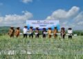 Petani Pidie Jaya Panen Perdana Bawang Merah di Sawah Bekas Banjir, Jadi Harapan Baru Pascabencana
