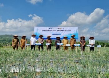 Petani Pidie Jaya Panen Perdana Bawang Merah di Sawah Bekas Banjir, Jadi Harapan Baru Pascabencana