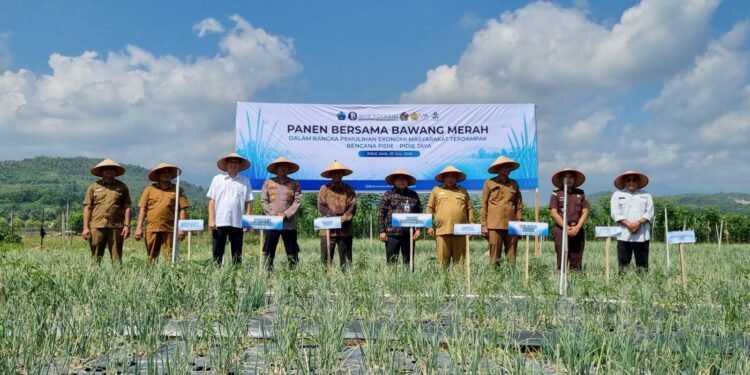 Petani Pidie Jaya Panen Perdana Bawang Merah di Sawah Bekas Banjir, Jadi Harapan Baru Pascabencana