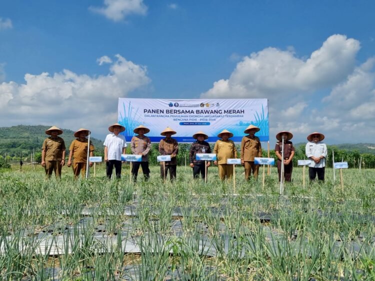 Petani Pidie Jaya Panen Perdana Bawang Merah di Sawah Bekas Banjir, Jadi Harapan Baru Pascabencana