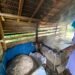 Di Balik Asap dan Butiran Garam, Kisah Ketekunan Petani Garam Blang Lancang