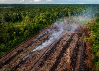 Kerusakan SM Rawa Singkil Masih Berlangsung, Ditemukan Aktivitas Perambahan Hutan 