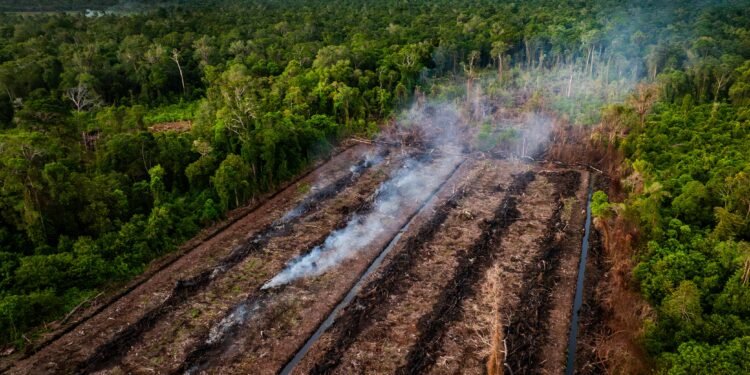 Kerusakan SM Rawa Singkil Masih Berlangsung, Ditemukan Aktivitas Perambahan Hutan 