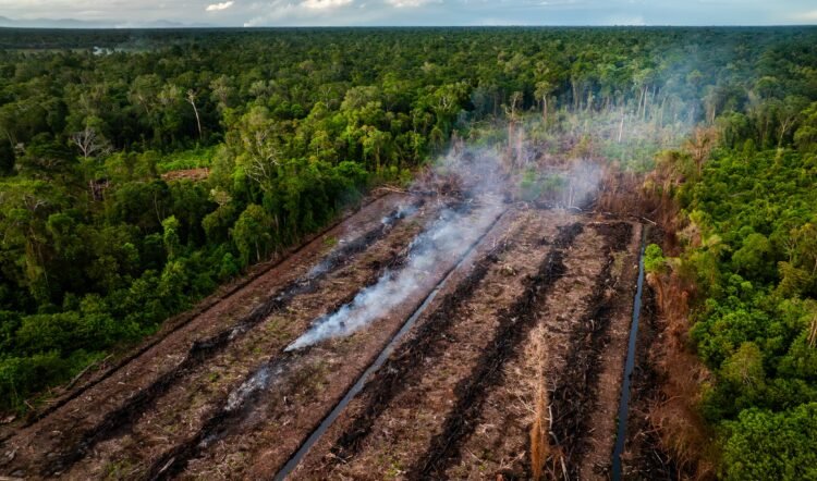 Kerusakan SM Rawa Singkil Masih Berlangsung, Ditemukan Aktivitas Perambahan Hutan