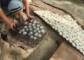 Emping Melinjo Beureueh, Pidie Terancam Bahan Baku, Pengrajin Berharap Dukungan Pascabanjir