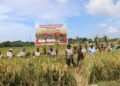 Panen Raya Aceh Barat, Gubernur Mualem: Sejalan dengan Misi Pemerintah Aceh