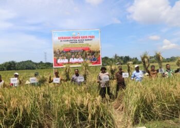 Panen Raya Aceh Barat, Gubernur Mualem: Sejalan dengan Misi Pemerintah Aceh