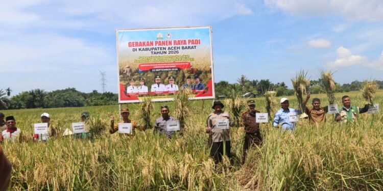 Panen Raya Aceh Barat, Gubernur Mualem: Sejalan dengan Misi Pemerintah Aceh