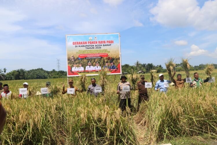 Panen Raya Aceh Barat, Gubernur Mualem: Sejalan dengan Misi Pemerintah Aceh