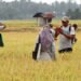 Rata-Rata Pendapatan Pekerja Informal Aceh Rp1,70 Juta, Lebih Rendah dari Angka Nasional