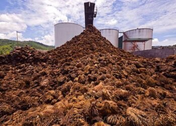 Peluang Limbah Sawit Jadi Cuan, Bisakah Aceh Mengoptimalkannya?