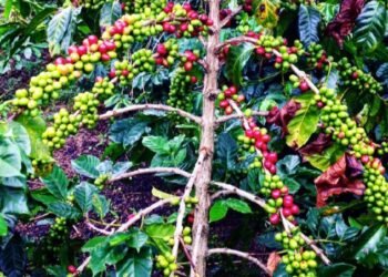 Komoditas Kopi Aceh: Masalah Produktivitas, Turunnya Nilai Ekspor, dan Tantangan Kesejahteraan Petani