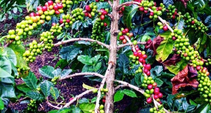 Komoditas Kopi Aceh: Masalah Produktivitas, Turunnya Nilai Ekspor, dan Tantangan Kesejahteraan Petani