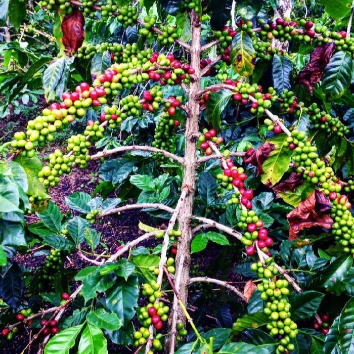 Komoditas Kopi Aceh: Masalah Produktivitas, Turunnya Nilai Ekspor, dan Tantangan Kesejahteraan Petani